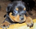 /album/las-mejores-amigas-/a1339368710-395485798-2-excelentes-cachorros-rottweiler-moreno-jpg/
