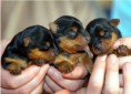/album/las-mejores-amigas-/cachorros-rottweilers-pura-sangre-mla-o-138555393-2895-jpg/