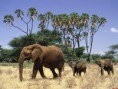 /album/las-mejores-amigas-/elefante-africano-fondos-de-pantalla-jpg/
