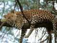 /album/las-mejores-amigas-/leopardo-kenya-africa-jpg/